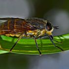 Wahrscheinlich eine Pferdebremse (Tabanus sp.)* beim Ablegen der länglichen Eier. - Un taon.