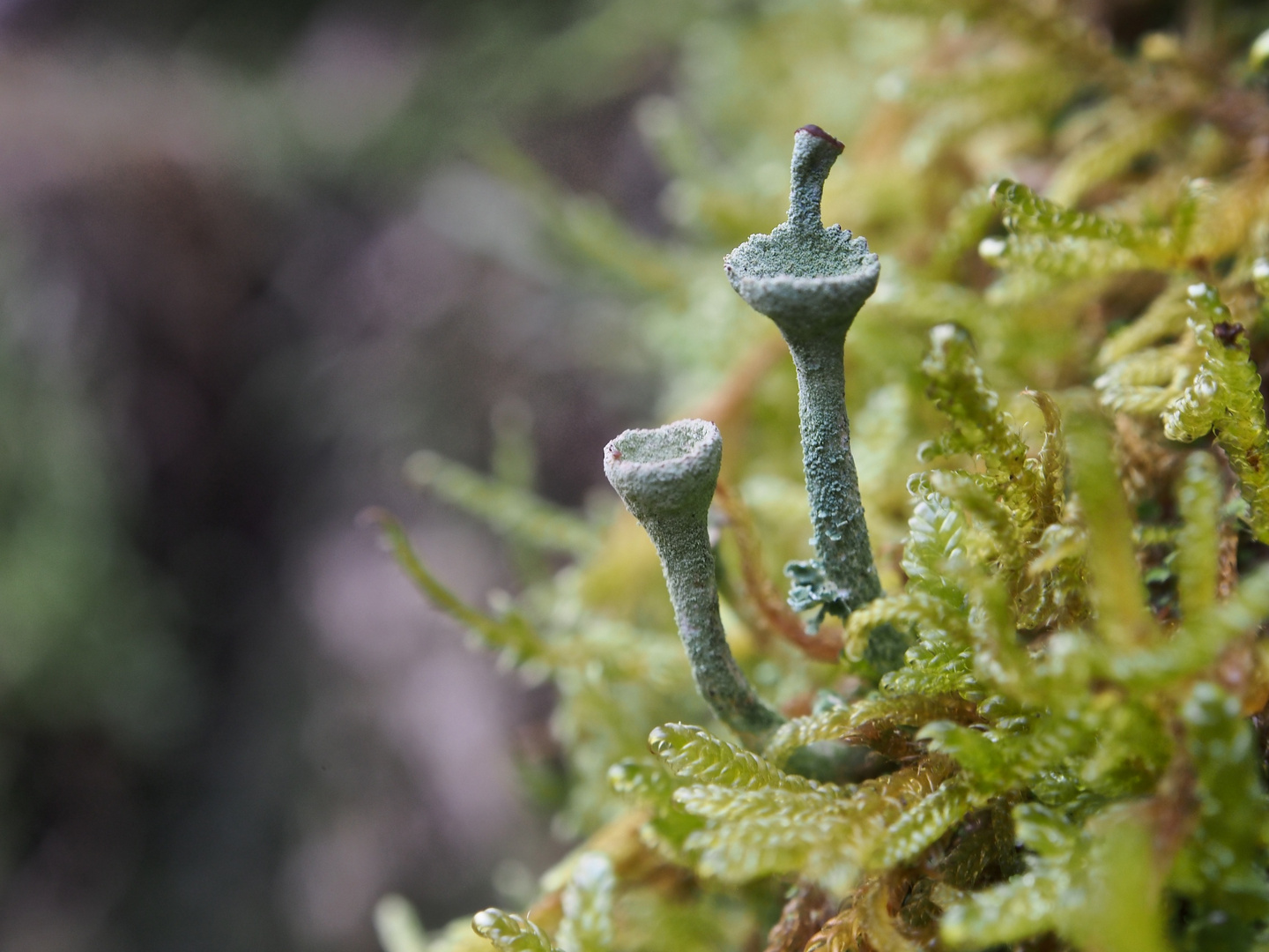 Wahrscheinlich eine Trompetenflechte (Cladonia fimbriata) mit braunem Fruchtkörper (Apothecien)