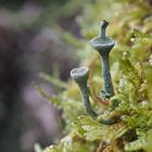 Wahrscheinlich eine Trompetenflechte (Cladonia fimbriata) mit braunem Fruchtkörper (Apothecien)