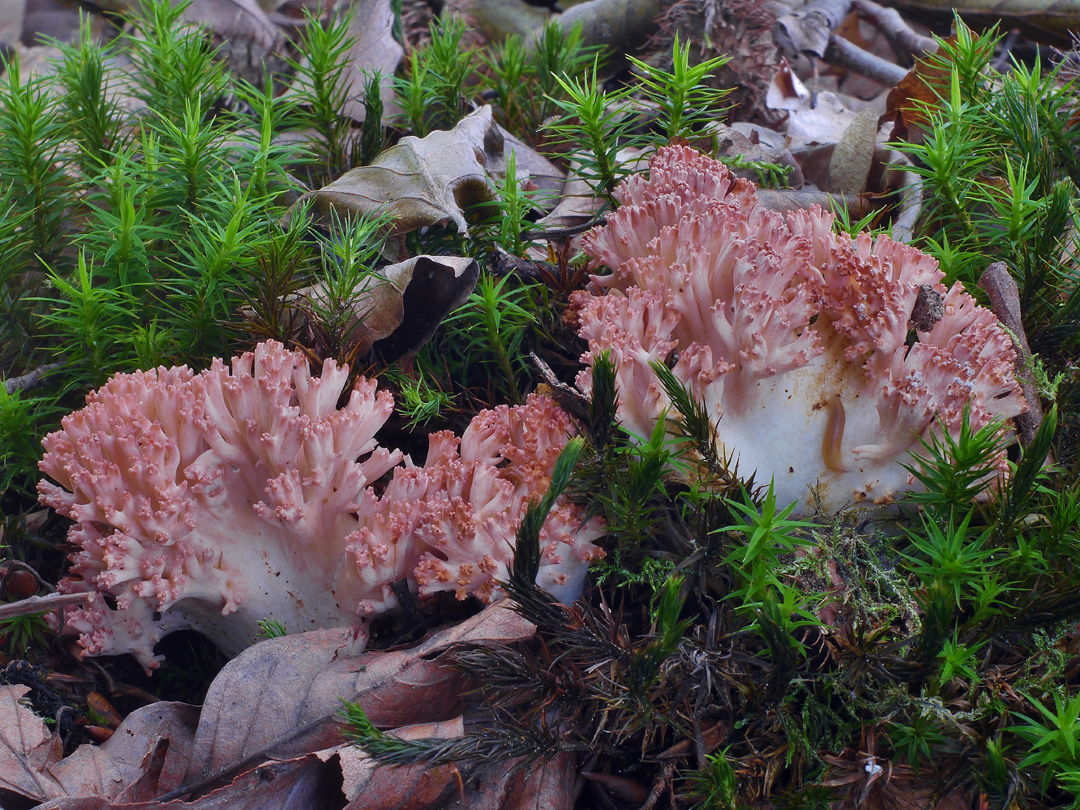 Wahrscheinlich Hahnenkamm  (CORALLIUM BOTRYTIS)   