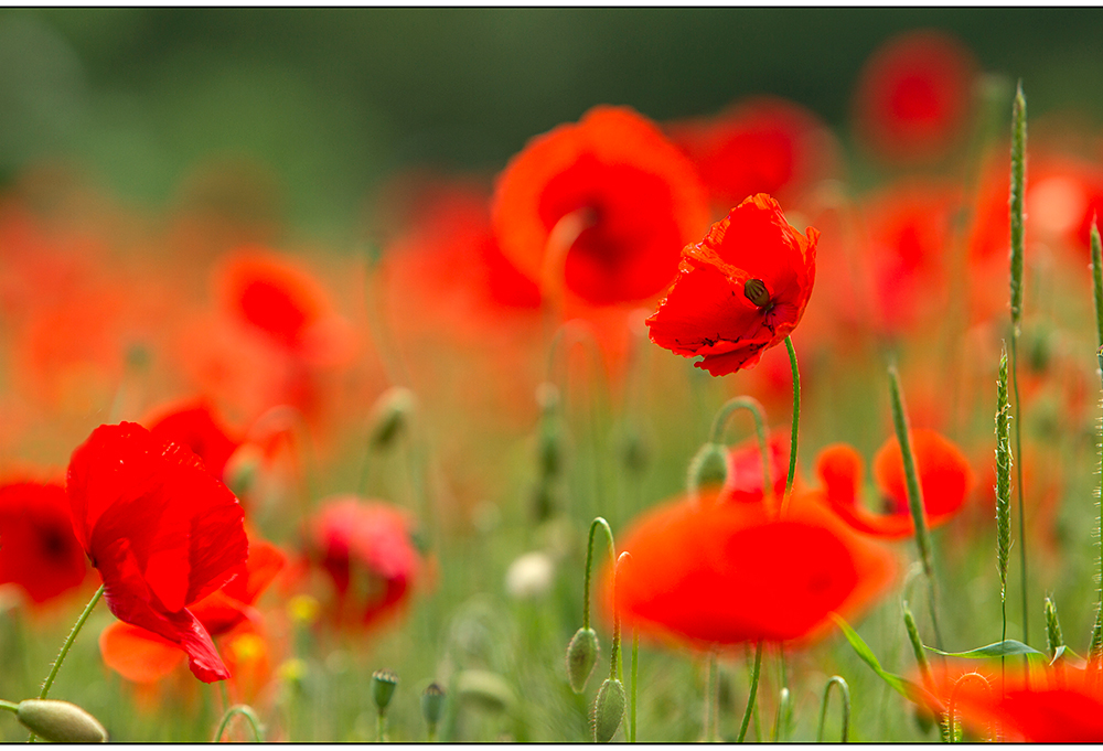 waibsch`der mohn