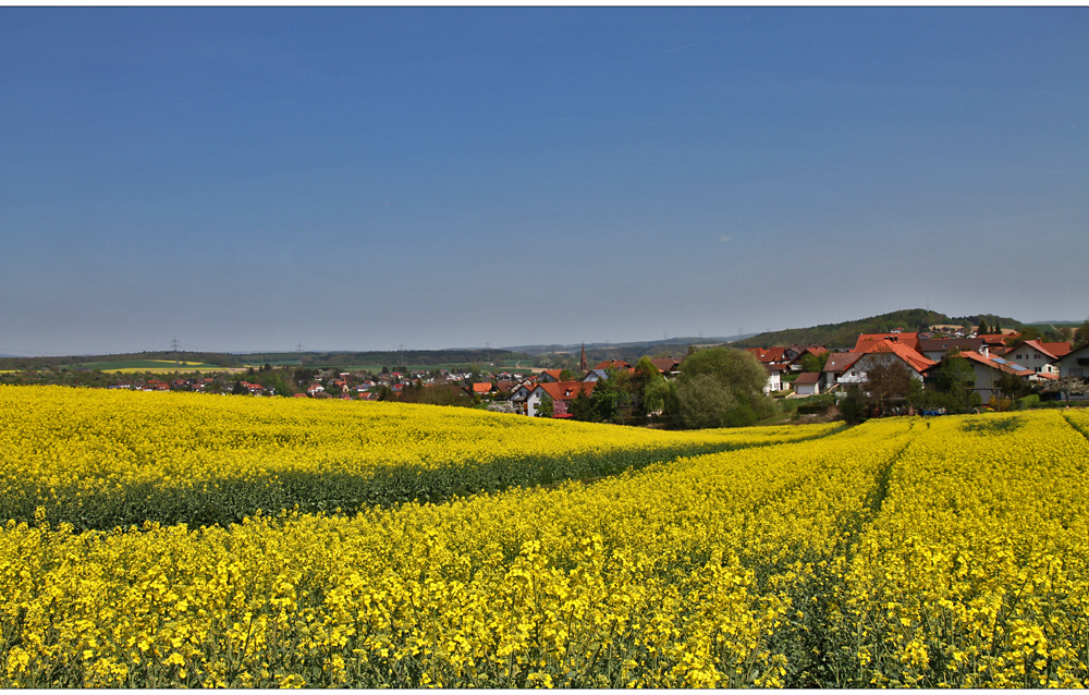 Waibstadt im Rapsrausch