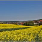 Waibstadt im Rapsrausch