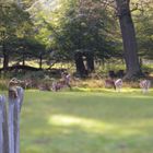 Waidmannsheil! (Tiergarten, Kirchrode)