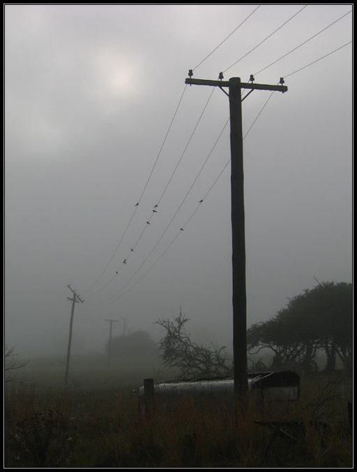 Waikato Morning Mist