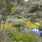 Waimangu Valley Neuseeland