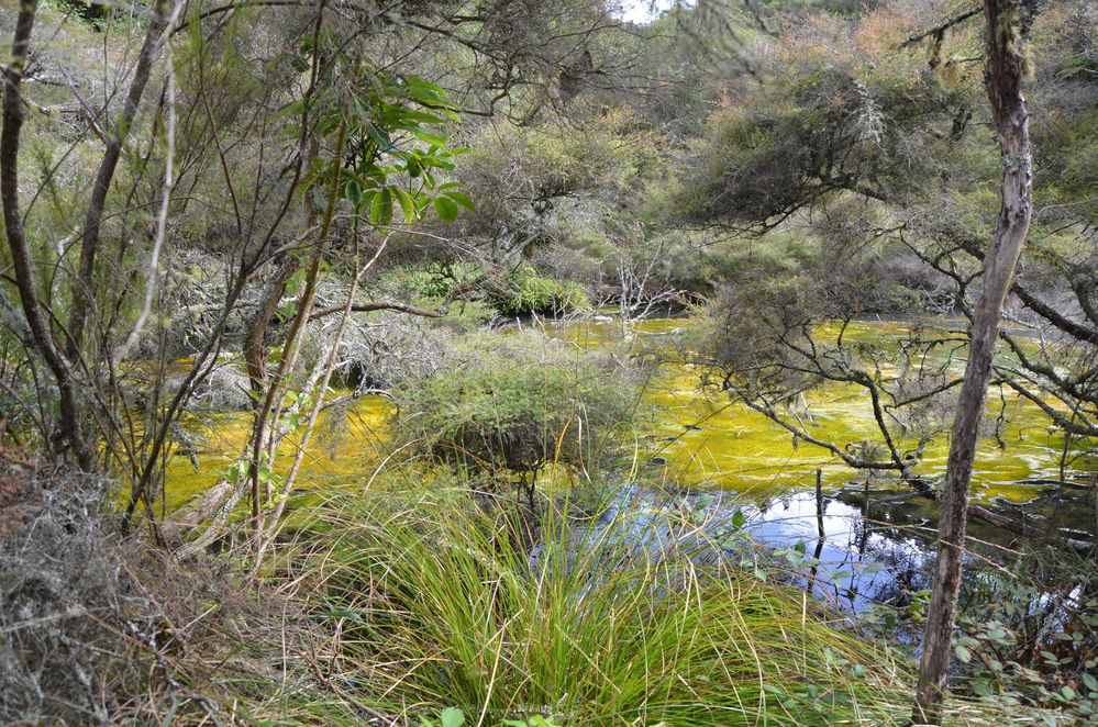 Waimangu Valley Neuseeland