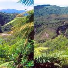 Waimangu Volcanic Valley - NZ