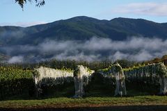 Wairau River Wines