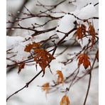 Wait for the spring
