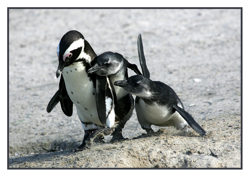 "Wait mummy, we are hungry ... !!!"