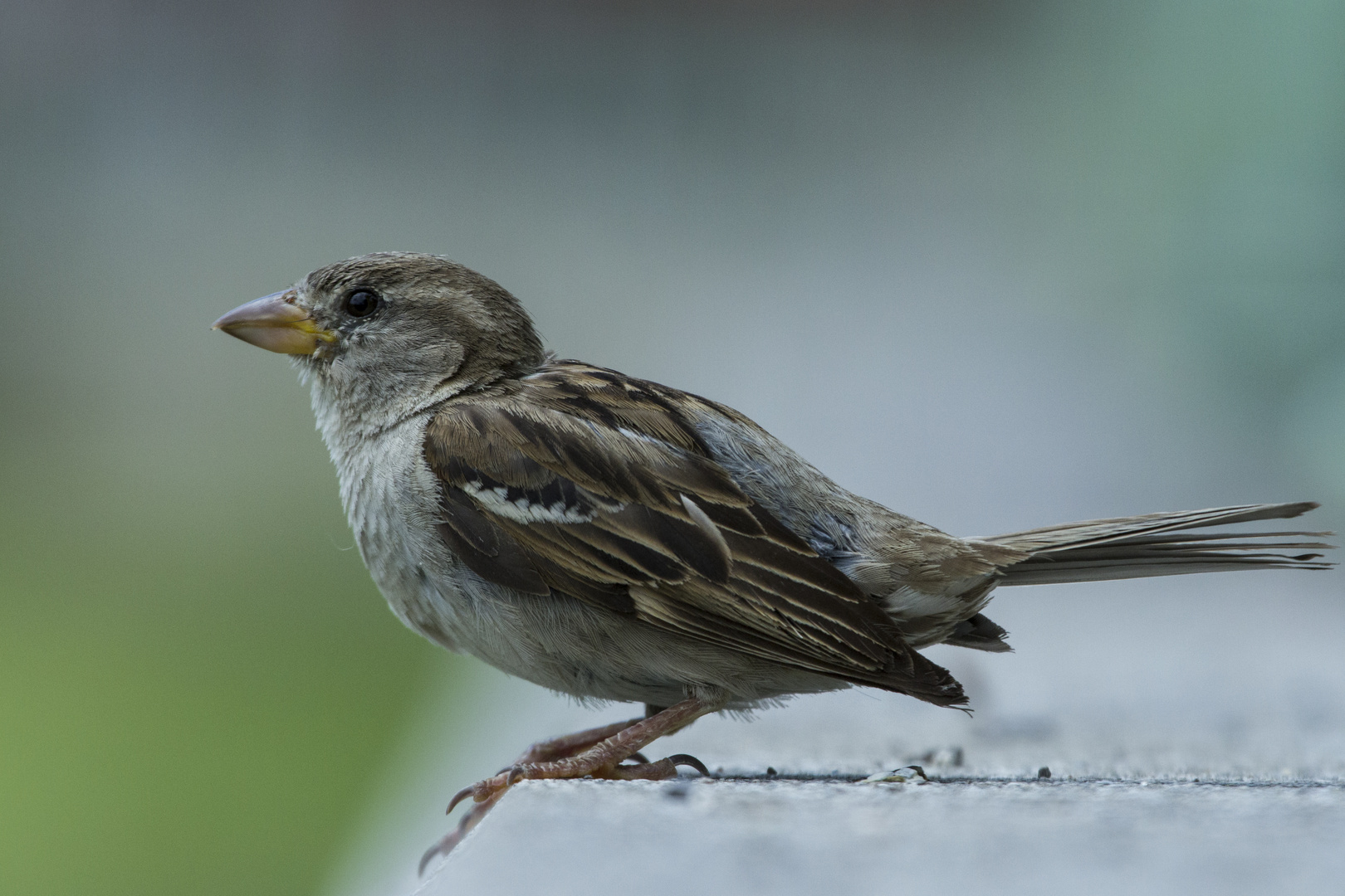 waiting bird