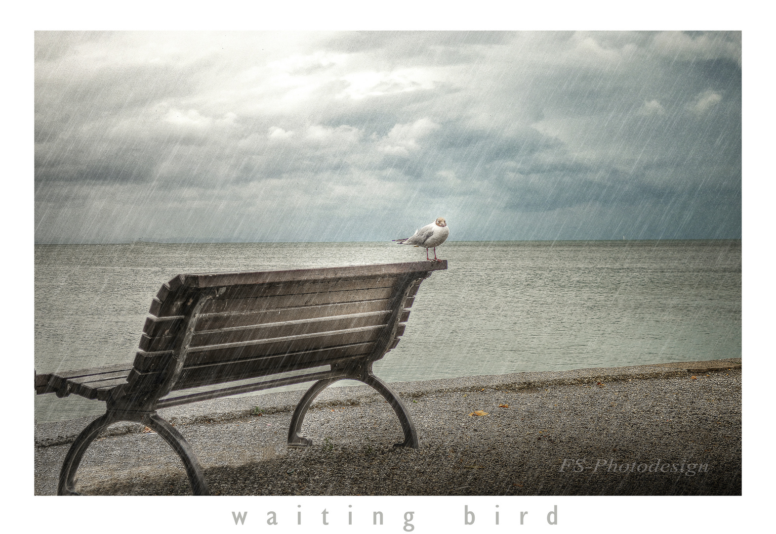 "waiting bird"