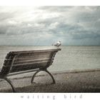 "waiting bird"