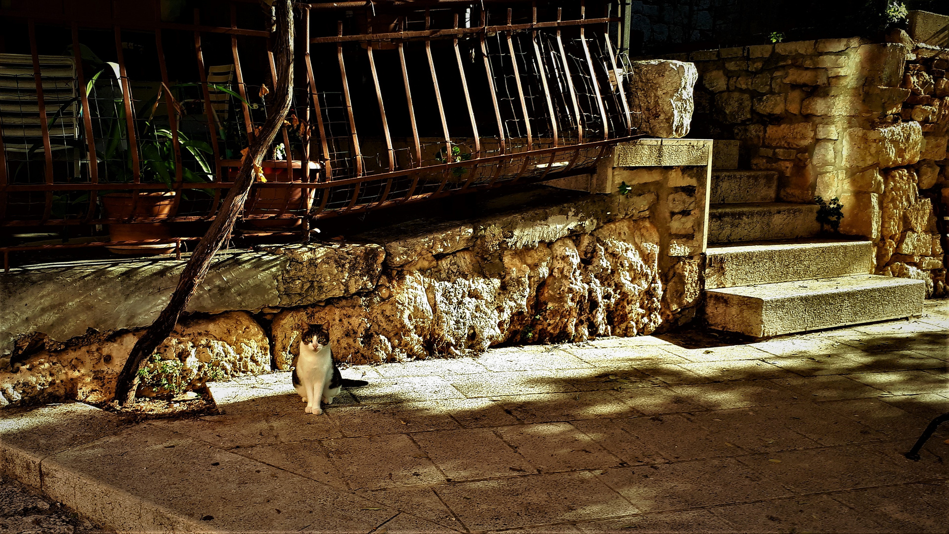 Waiting Cat in Rovinj