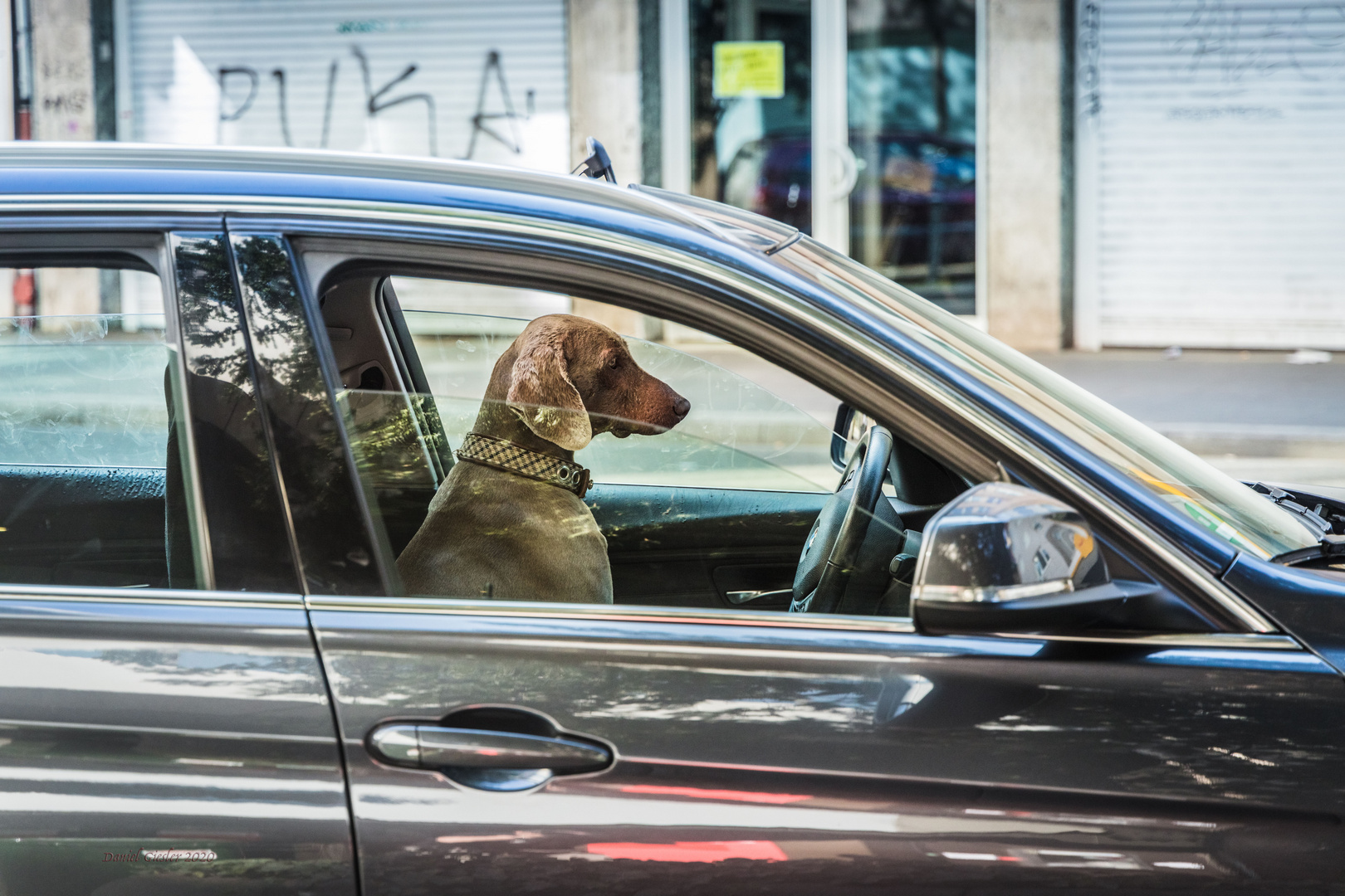 waiting dog