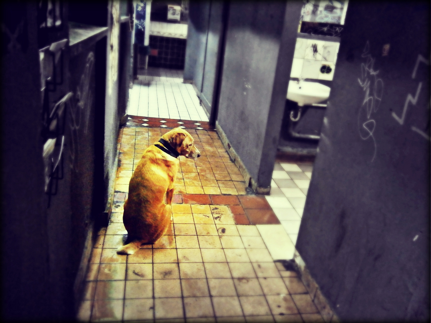 waiting dog