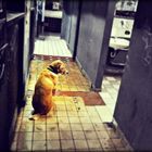 waiting dog