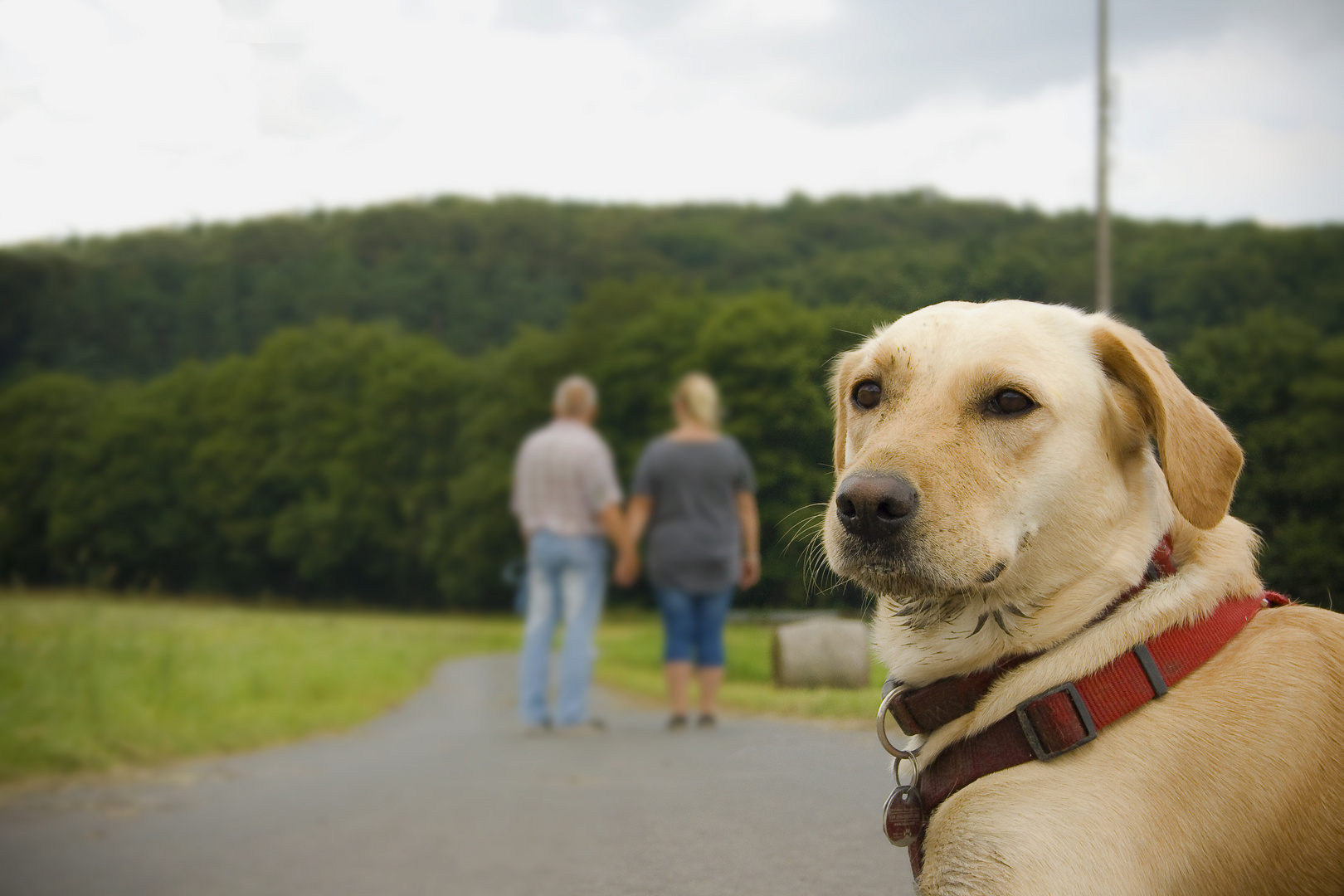 Waiting Dog