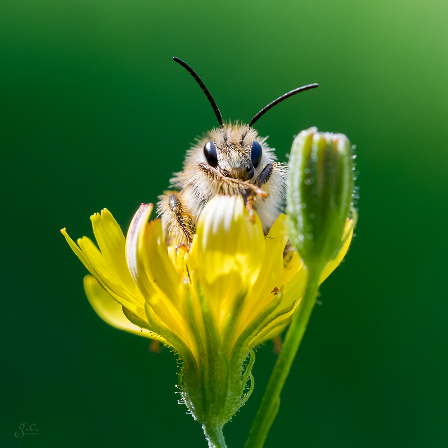 Waiting for a fresh flower...