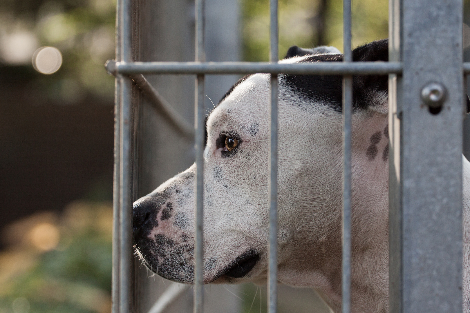 Waiting for a new home - Shelter Dogs