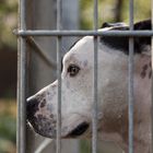 Waiting for a new home - Shelter Dogs