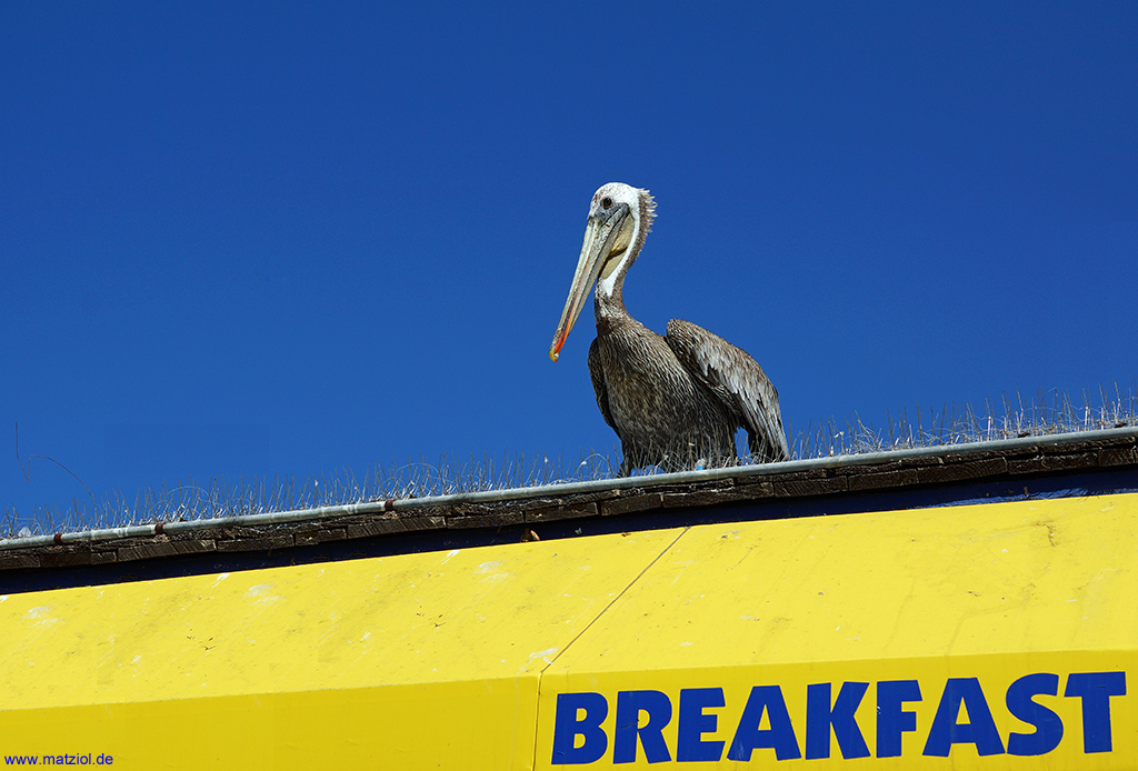 Waiting for breakfast