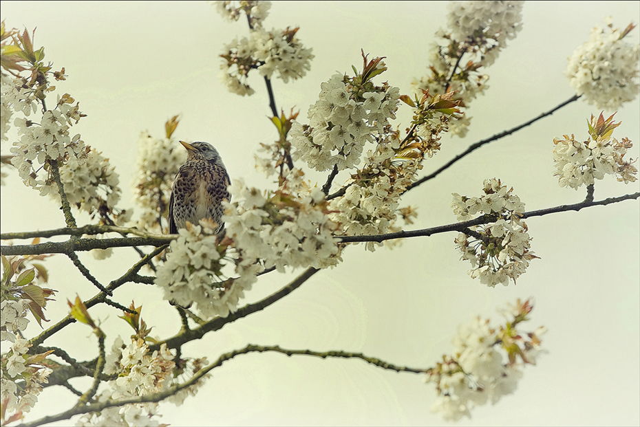 waiting for cherries