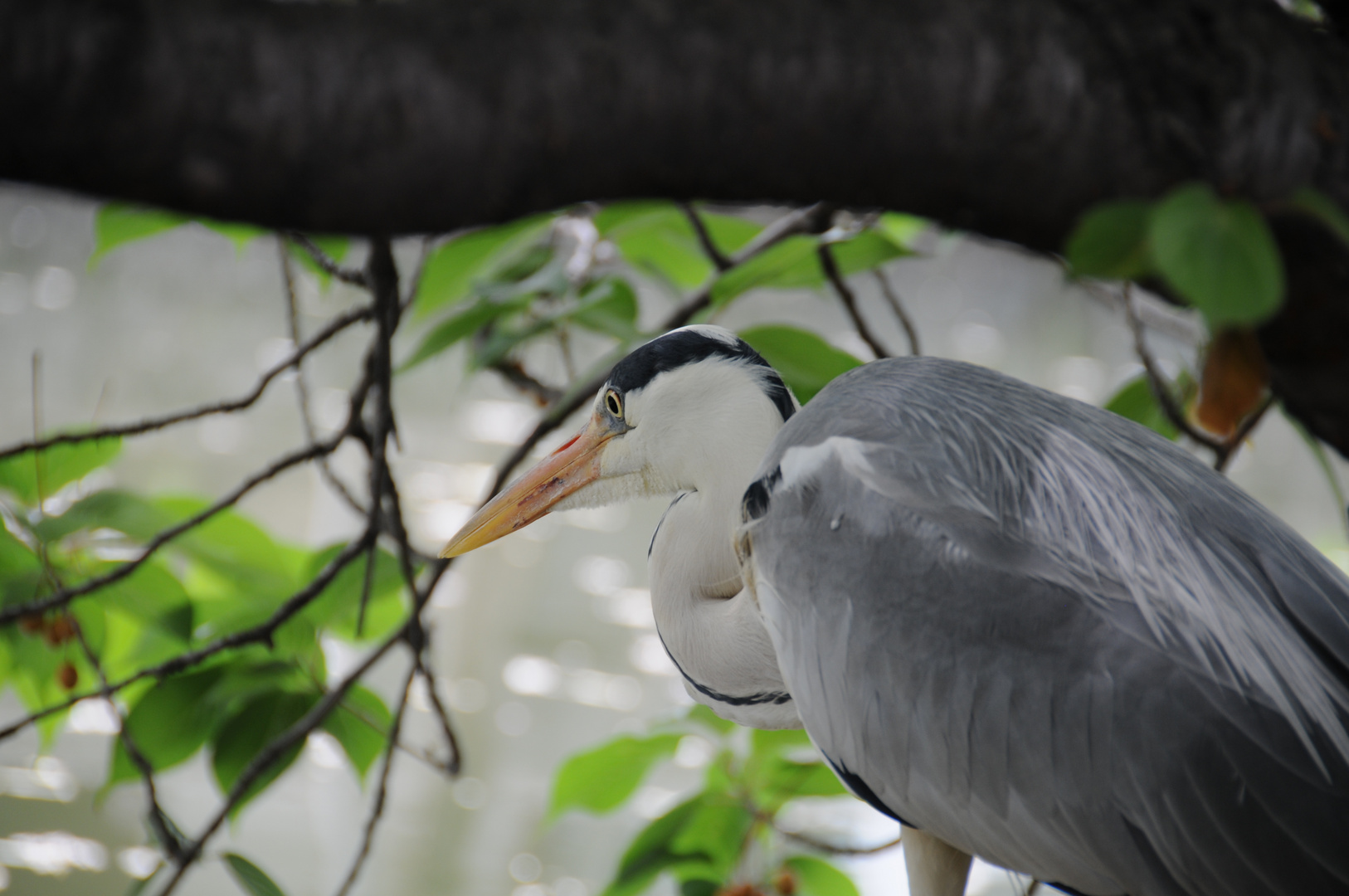 Waiting for fish