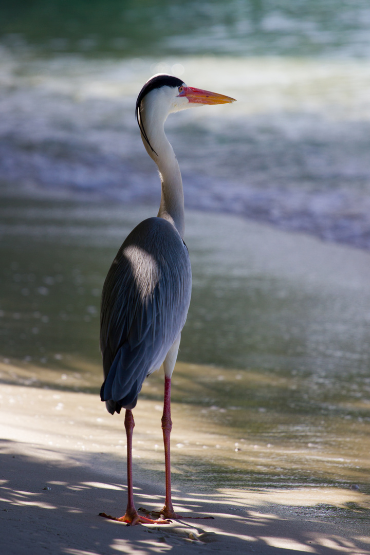 Waiting for Fish