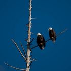 Waiting for Fish