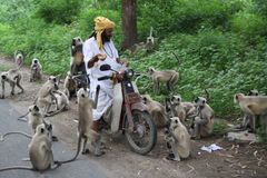 Waiting for food: Monkeys in the Aravalli Mountains