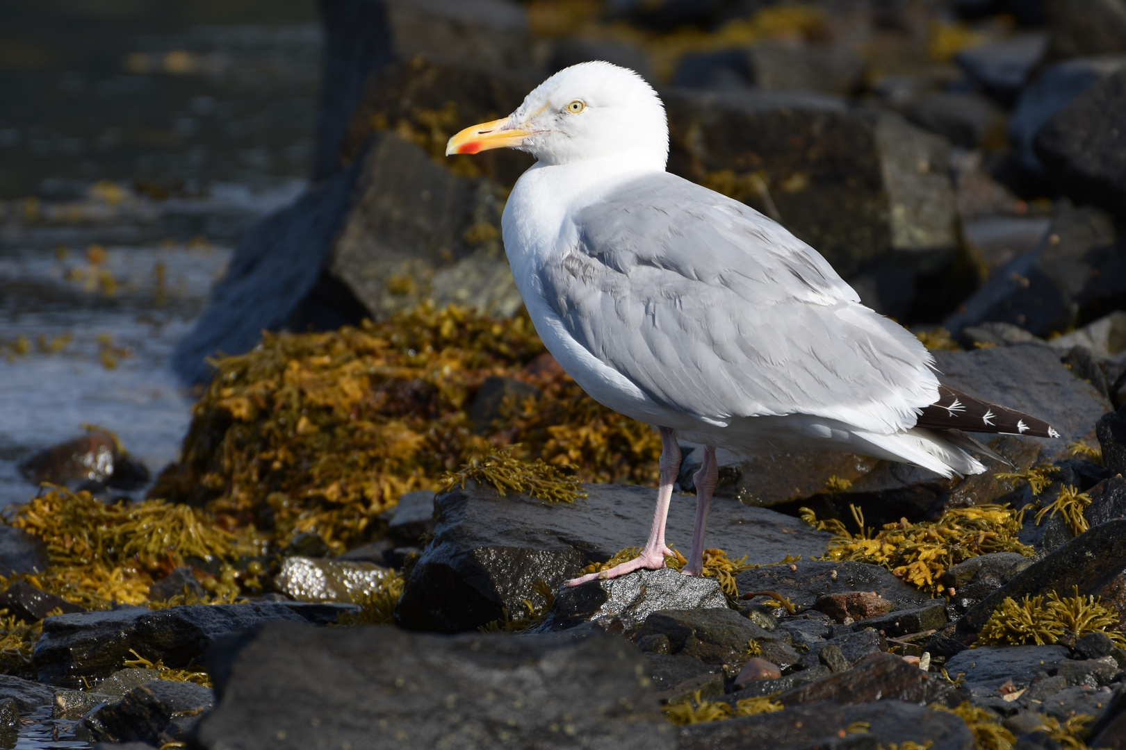 Waiting for Low Tide