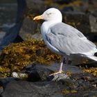 Waiting for Low Tide