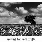 waiting for rain drops...