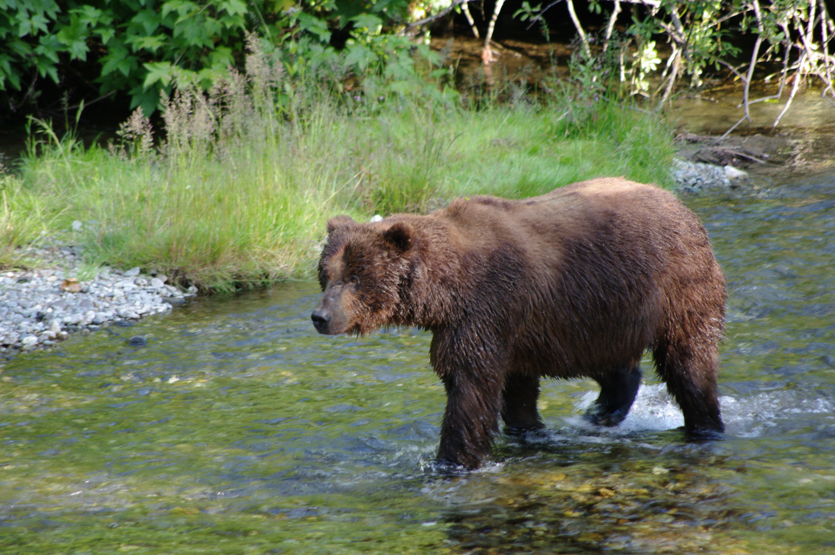 Waiting for salmon