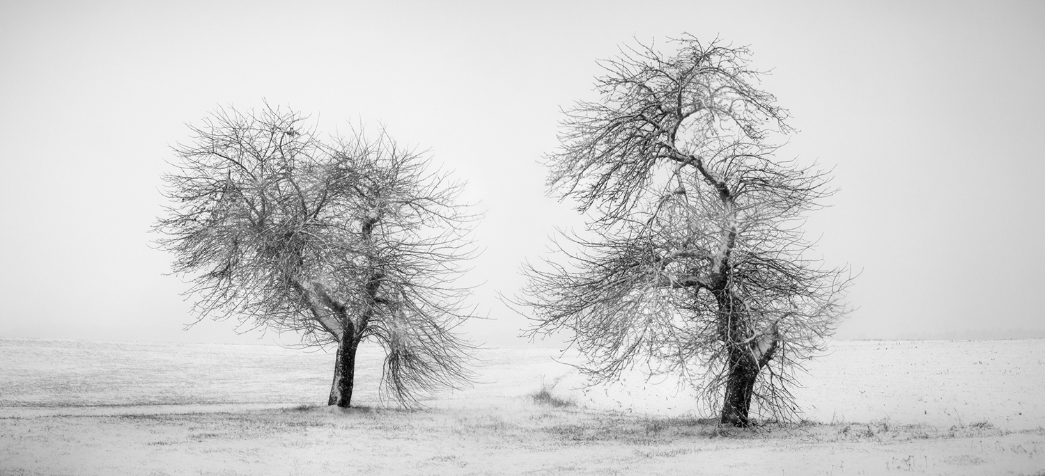 WAITING FOR SPRING [04|BW]