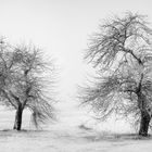 WAITING FOR SPRING [04|BW]