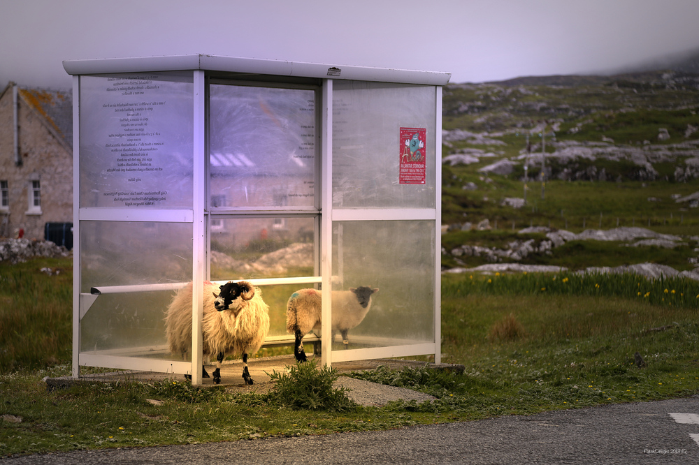 waiting for the bus