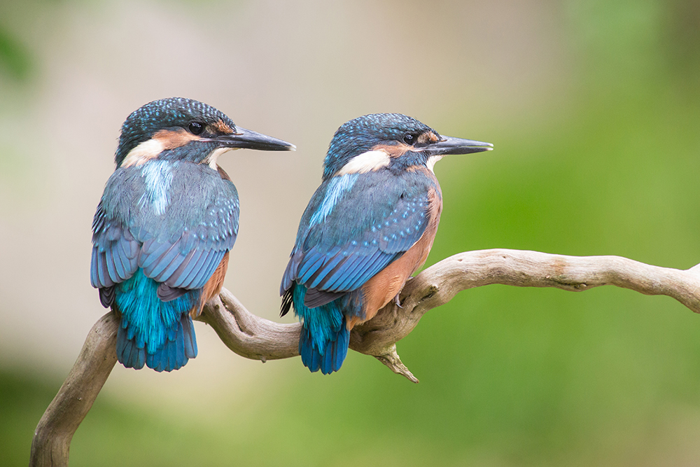 Waiting for the fish