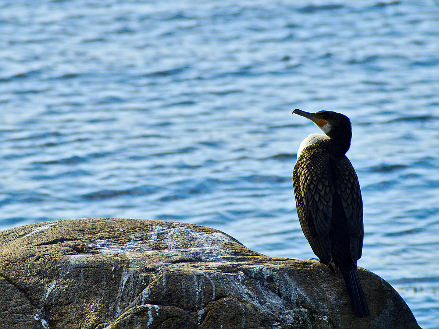 Waiting For The Fish