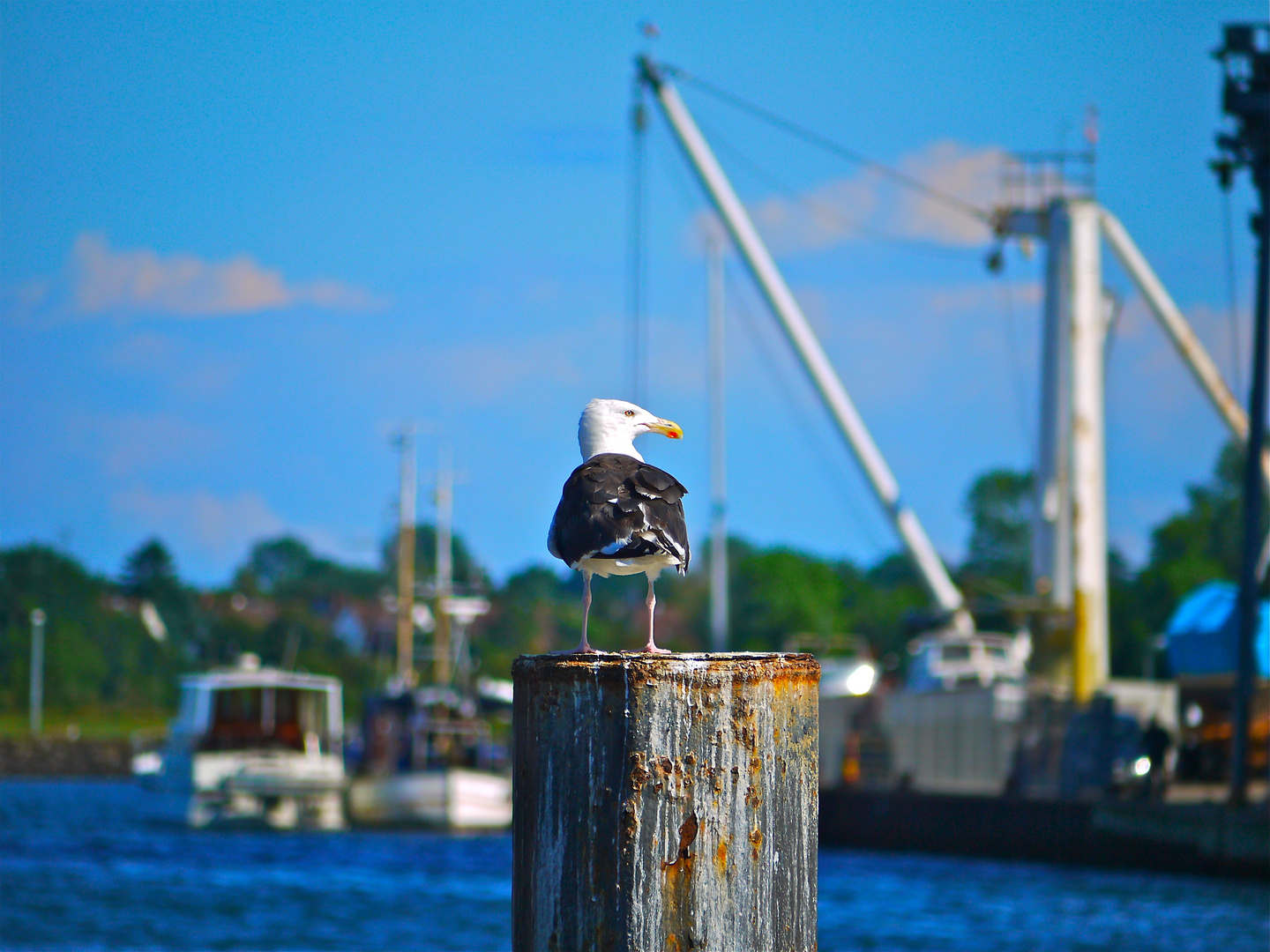 Waiting for the ships