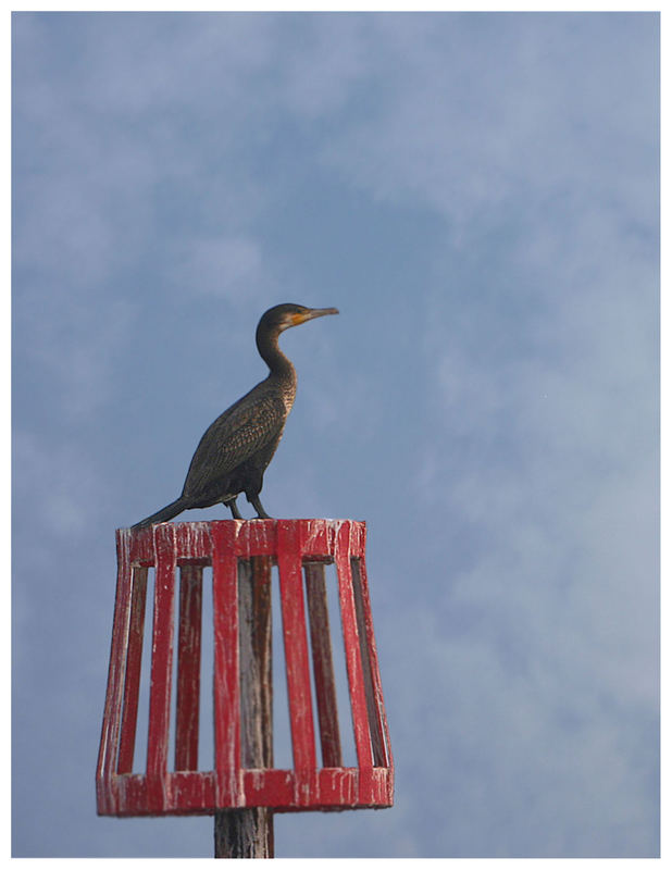 Waiting for the tide