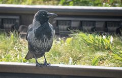 Waiting for the Train