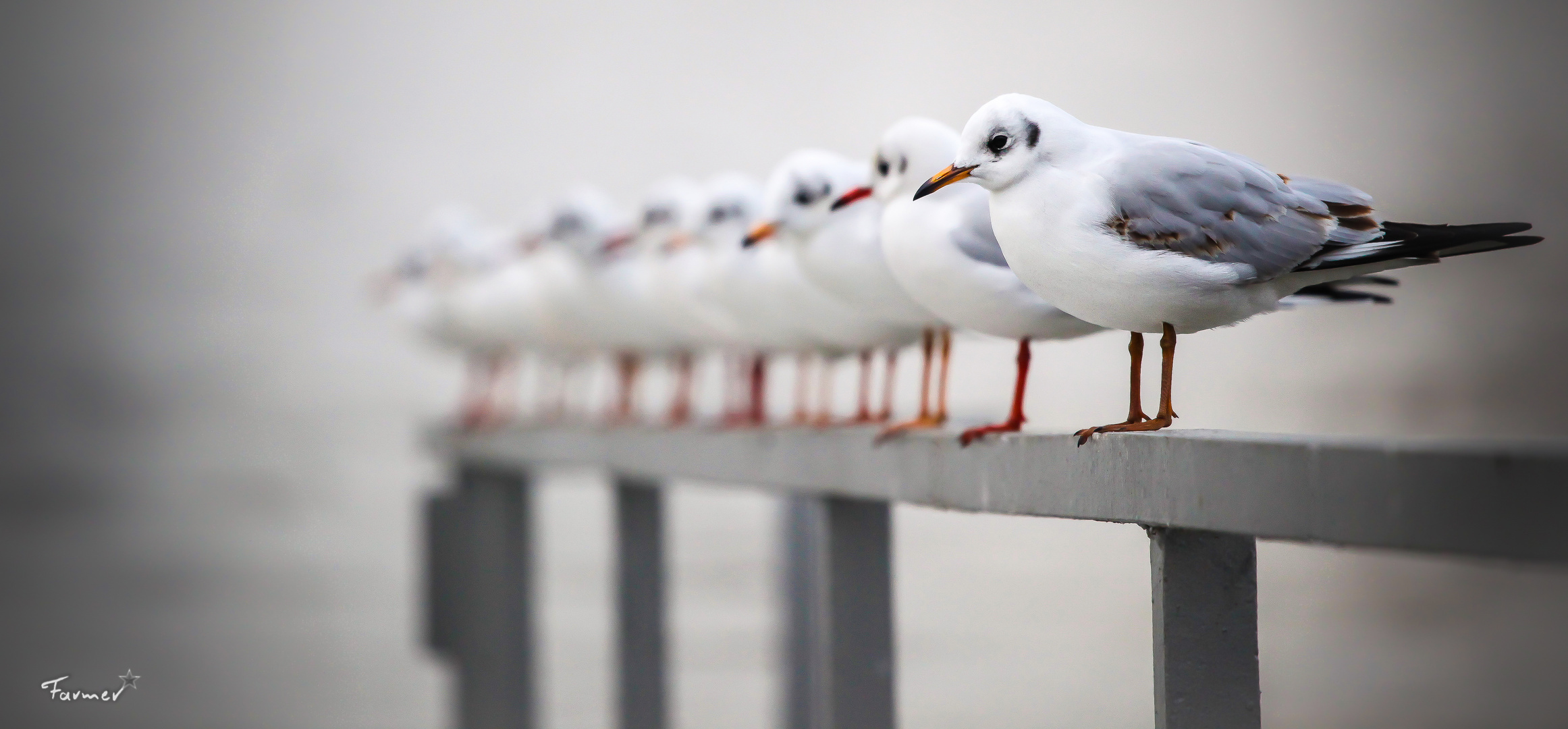 Waiting in line (Eltville)