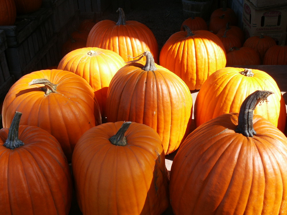 Waiting Pumpkins