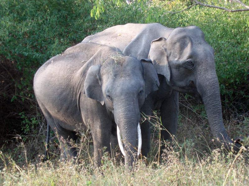 Waiting to cross the road in Mudumalai