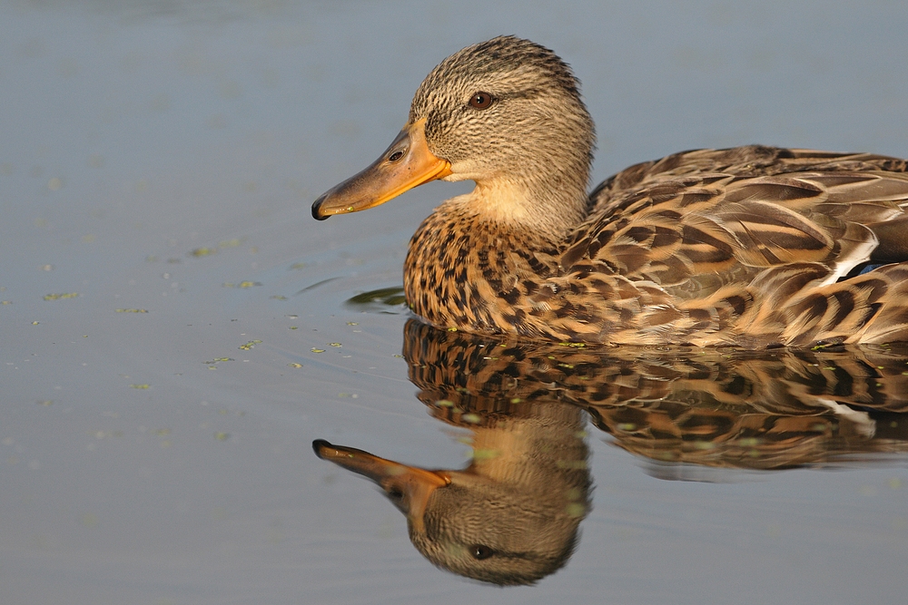 Wakenitz – Ente