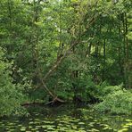 Wakenitz – mehr als nur ein Rheinersatz 02