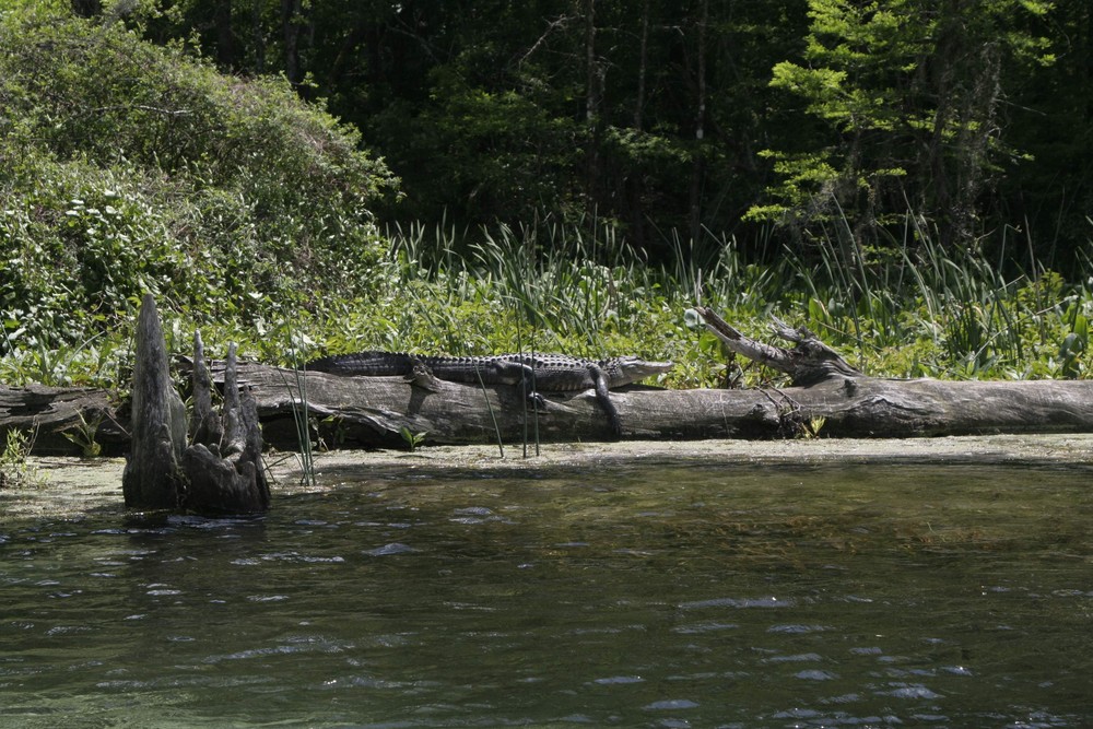 Wakulla Springs 03